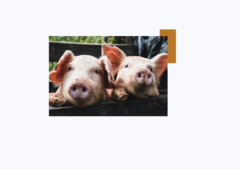 blije-varkens-eerlijke-toekomst-voor-dieren.jpeg